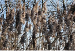 Photo Texture of Grass Tall 0006